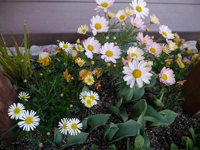 e0181373_20271817.jpg