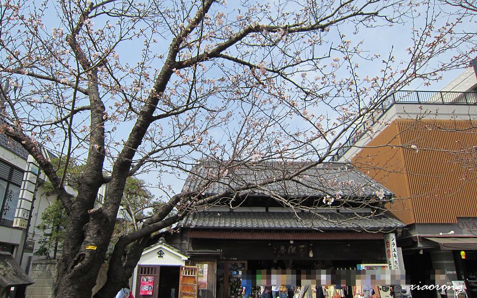 本覚寺　枝垂れ桜　2013_e0182674_810511.jpg