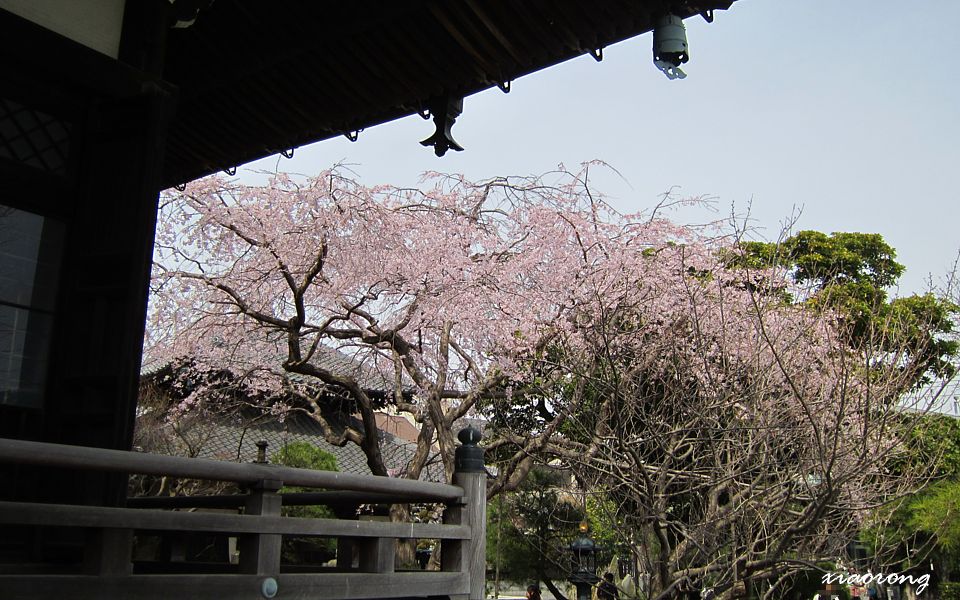 本覚寺　枝垂れ桜　2013_e0182674_873286.jpg