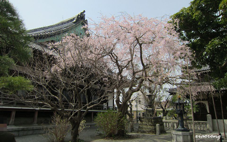 本覚寺　枝垂れ桜　2013_e0182674_885936.jpg