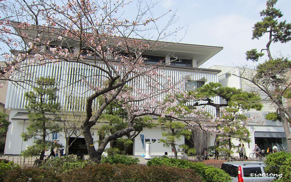 本覚寺　枝垂れ桜　2013_e0182674_893516.jpg