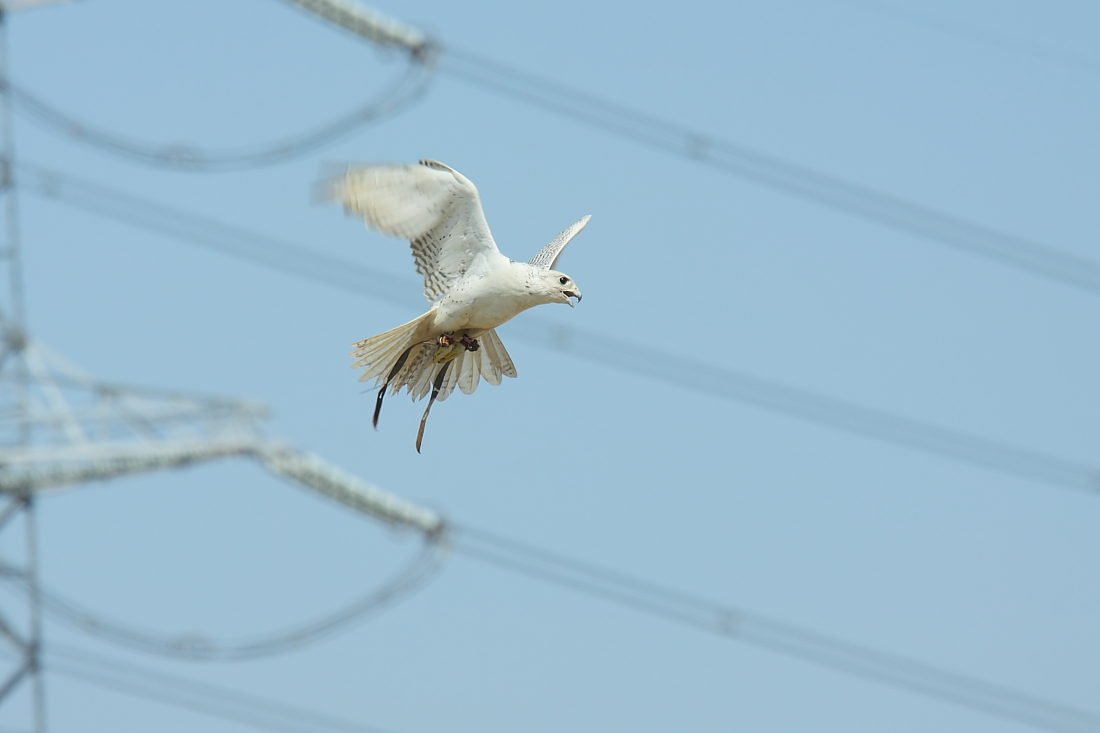 SKY TRIAL　２０１３-２　　－　シロハヤブサ　etc  －_e0249878_2158050.jpg