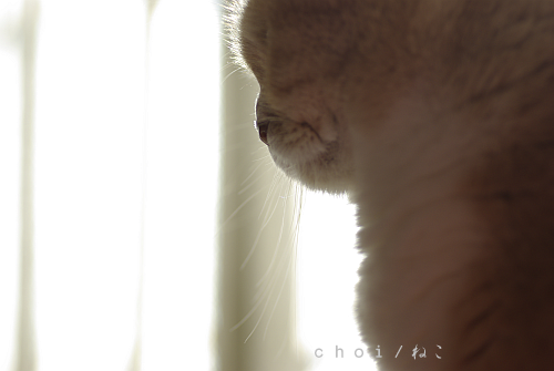 e0249879_21544818.png