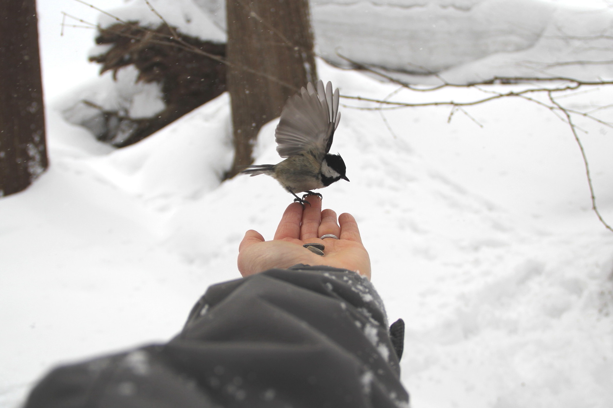 せめて気分だけ春　そして一瞬「鳥おばさん」_e0068480_15215261.jpg