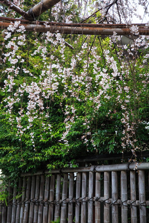 桜！　車折神社_b0128581_20324390.jpg