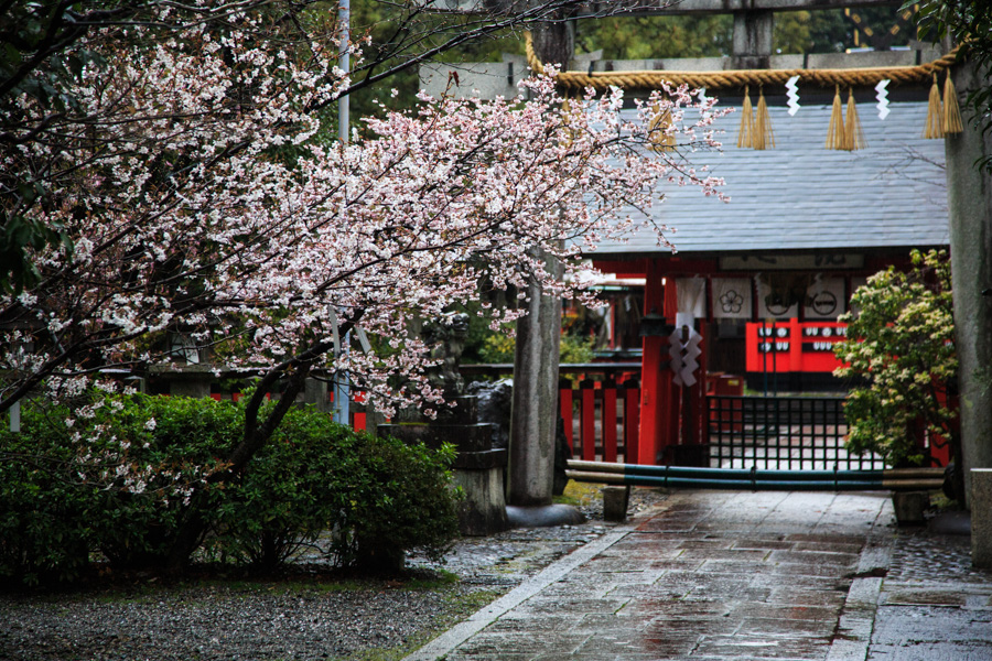 桜！　車折神社_b0128581_203359100.jpg