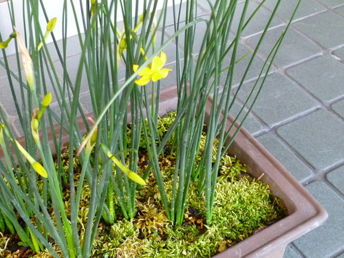 つけさげ着尺 ”野菊” <東京染めの着物>_d0159384_19181024.jpg