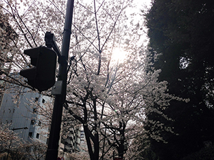 e0000295_20122551.jpg