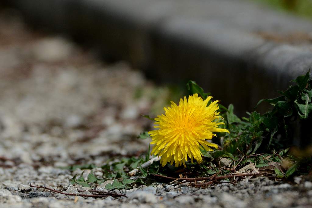 アリスイ久しぶりに超至近距離で／今朝のカワセミ／路傍の野草_b0024798_1122798.jpg