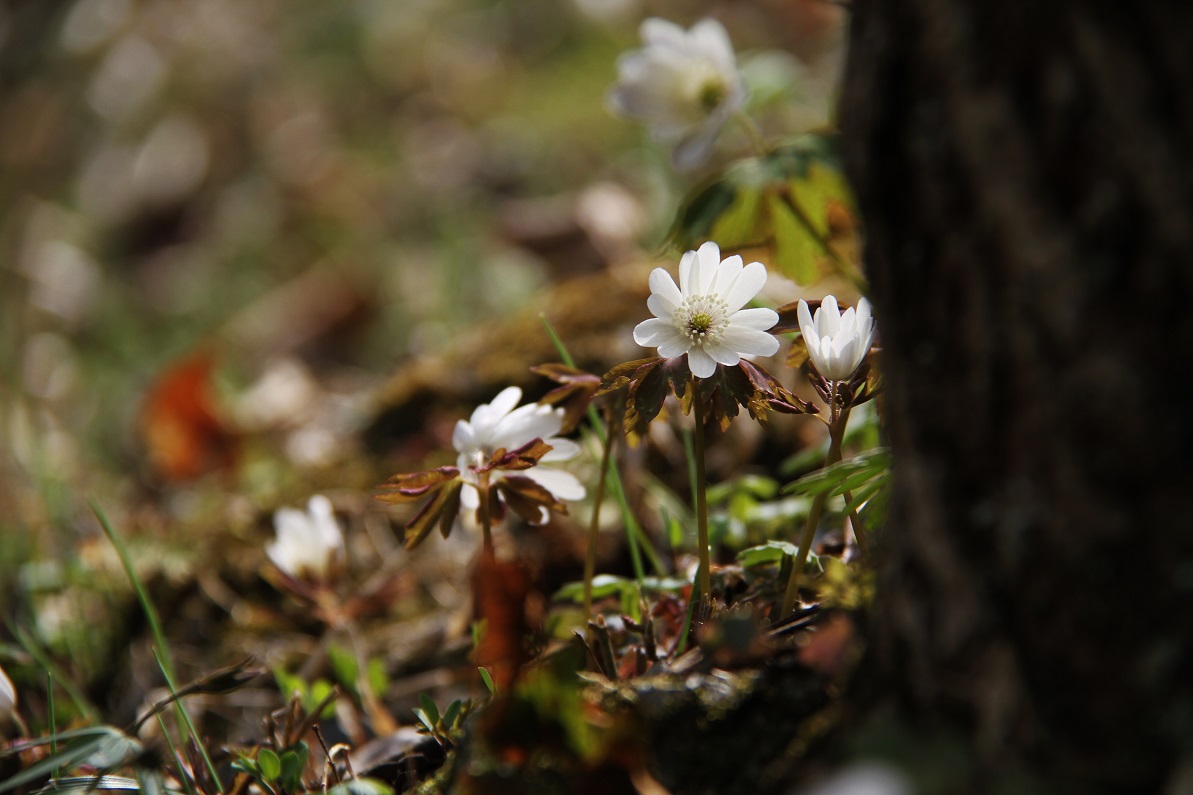 雨降花　　　　≪　　　アズマイチゲ　　　≫_a0140000_0574397.jpg