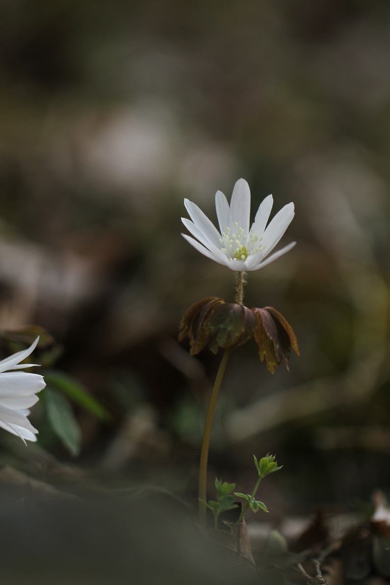 雨降花　　　　≪　　　アズマイチゲ　　　≫_a0140000_1041.jpg