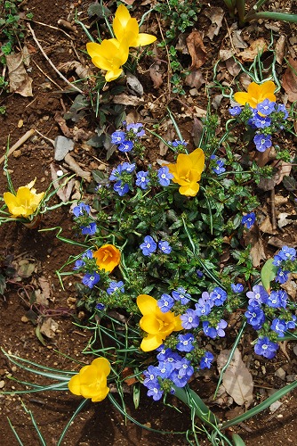 春の開花報告③小花編_c0124100_23584414.jpg