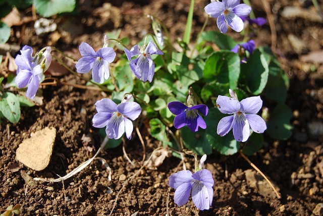 春の開花報告③小花編_c0124100_2359826.jpg