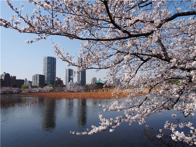 花見スポット、上野公園へ_f0224100_18111736.jpg