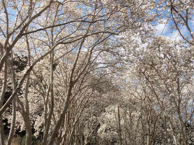 c0125501_2236339.jpg