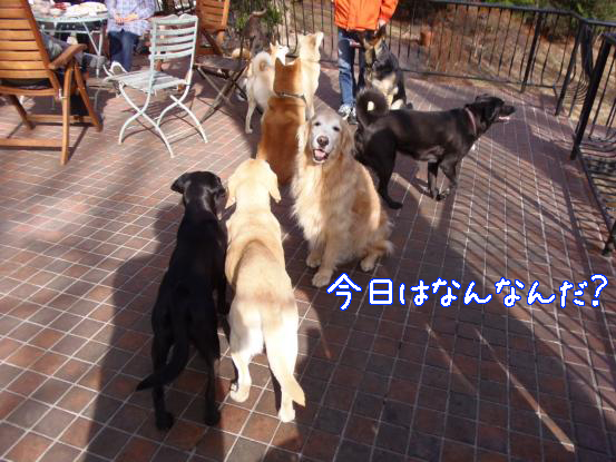 保護犬保護猫の集い_f0064906_18393281.jpg