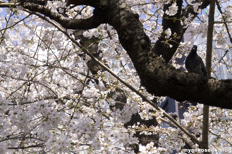 外濠ー靖国神社ー千鳥ヶ淵の桜を見に行ってきた_e0112910_23401566.jpg