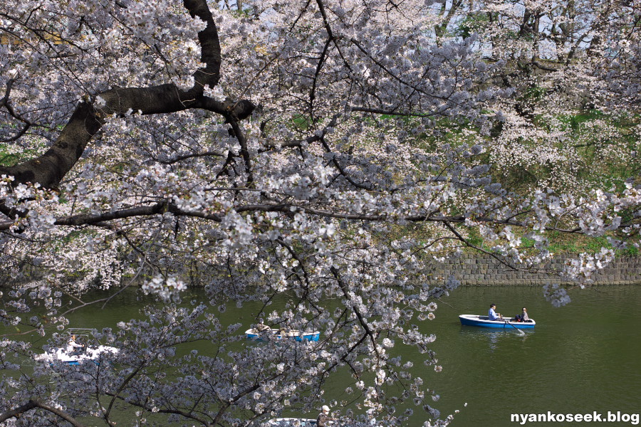 外濠ー靖国神社ー千鳥ヶ淵の桜を見に行ってきた_e0112910_23481657.jpg