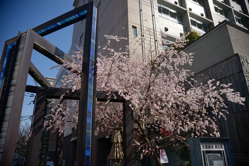 街角の春景色・御池桜_f0032011_18221167.jpg