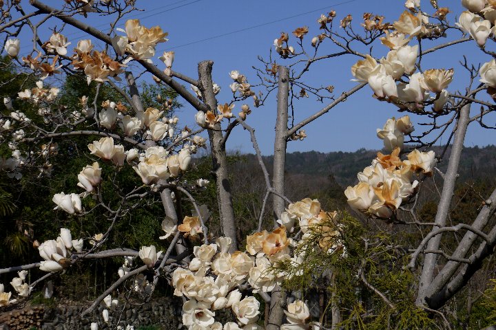 a0268412_23134669.jpg