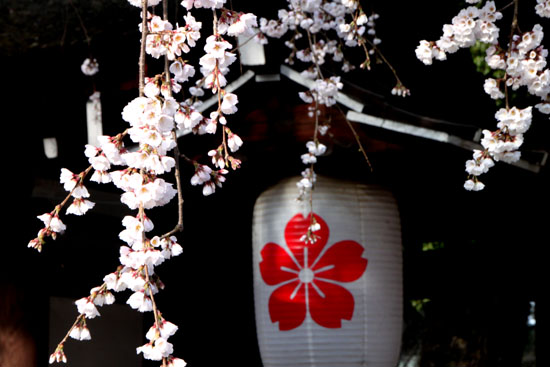 平野神社 魁(さきがけ)さくら_e0048413_1951272.jpg