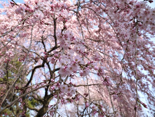 水芭蕉と桜_e0205713_18512516.jpg