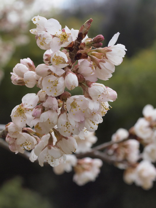 桜（さくらんぼの花）_c0116915_061012.jpg