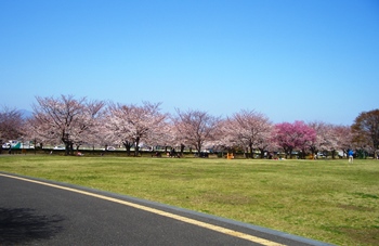 2013年　桜　咲いてます　寒川町_d0240916_13113643.jpg