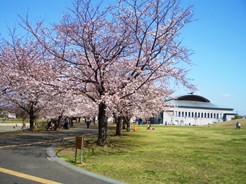 2013年　桜　咲いてます　寒川町_d0240916_13115833.jpg
