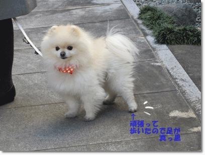 b0167519_2127504.gif