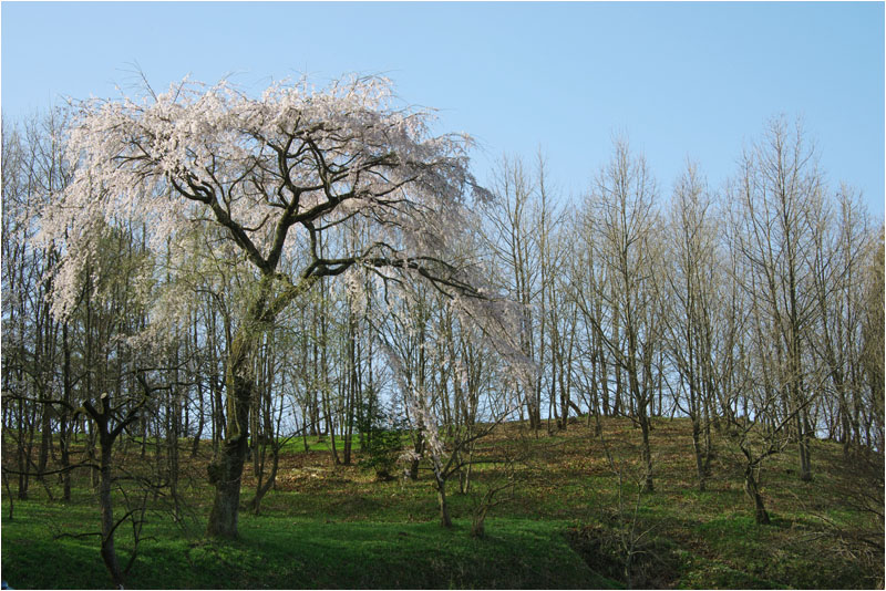 竹田の垂れ桜撮影行 13\'3/21～22_c0132230_22393813.jpg