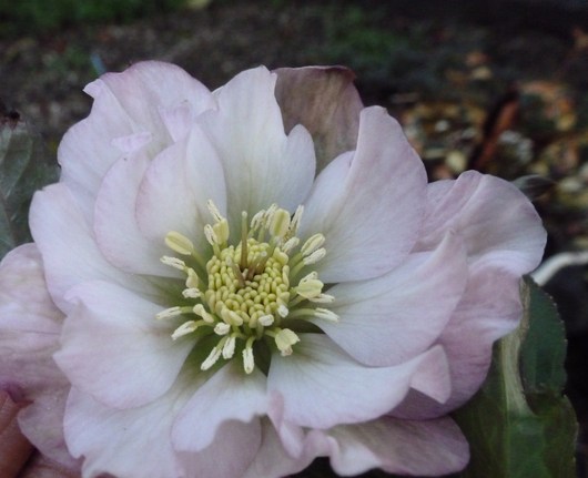 庭の花は次々と咲く_a0228333_0103148.jpg