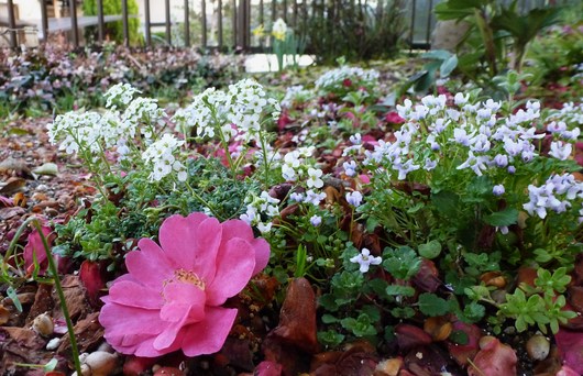 庭の花は次々と咲く_a0228333_011171.jpg