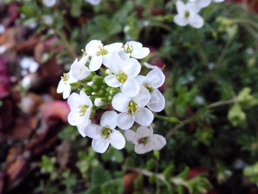 庭の花は次々と咲く_a0228333_073177.jpg