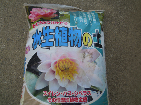 姫スイレン植え替えました だって おばちゃんだもん 姫スイレン植え替えました だって おばちゃんだもん