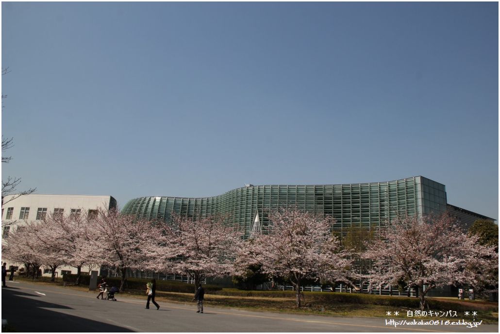 港区の新国立美術館付近の桜 自然のキャンバス