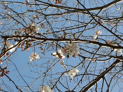 桜が咲き始めたよ～_e0109336_762942.jpg