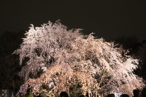 夜間開園。六義園。2013/03/22_d0214638_21571566.jpg