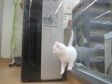 e0255638_1575485.gif