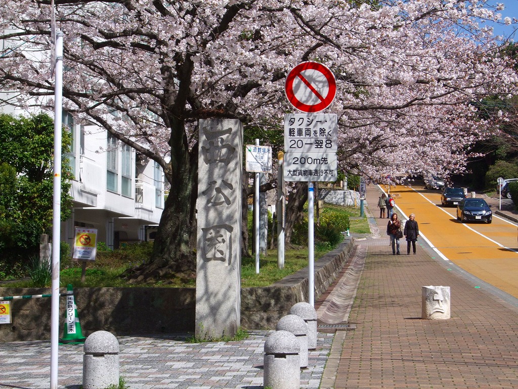 福岡市 桜の名所 西公園 車いすで街へ 踏み出そう車輪の一歩 改善活動 福岡市 桜の名所 西公園 車いすで街へ 踏み出そう車輪の一歩 改善活動