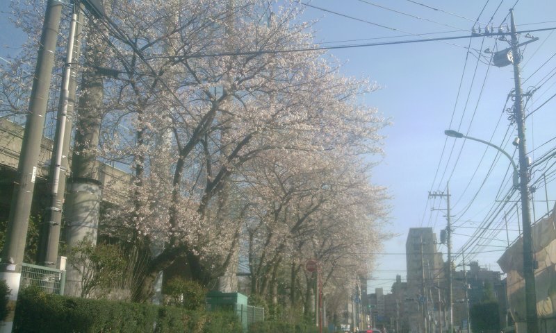 府中桜　もう直ぐ満開_a0277045_17343528.jpg