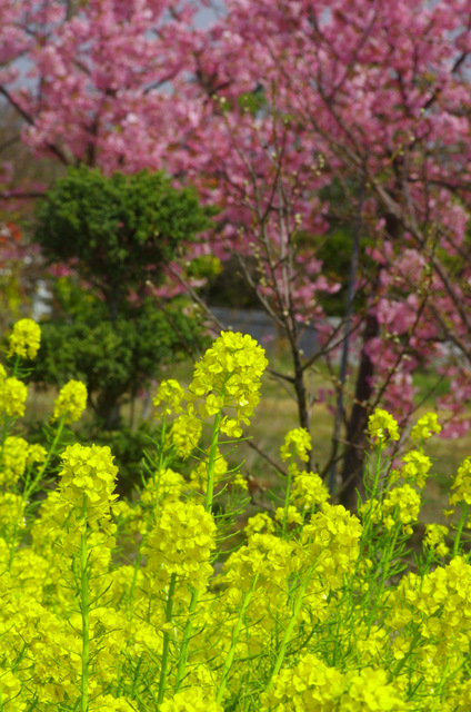 河津桜と四季桜・寒緋桜：知らない人の畑_d0186245_14265173.jpg