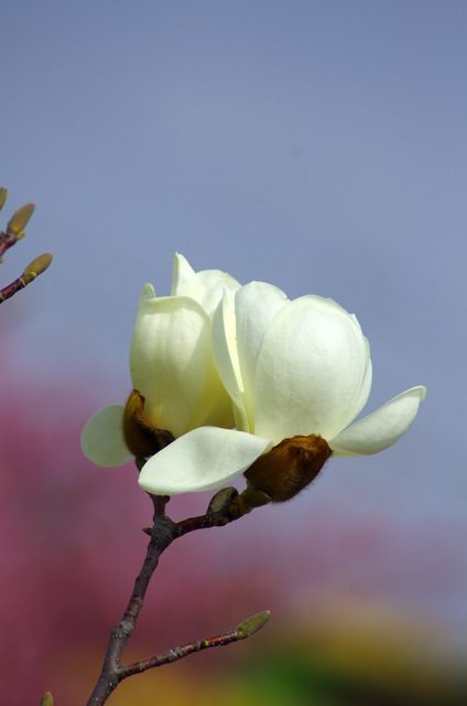 河津桜と四季桜・寒緋桜：知らない人の畑_d0186245_14272560.jpg