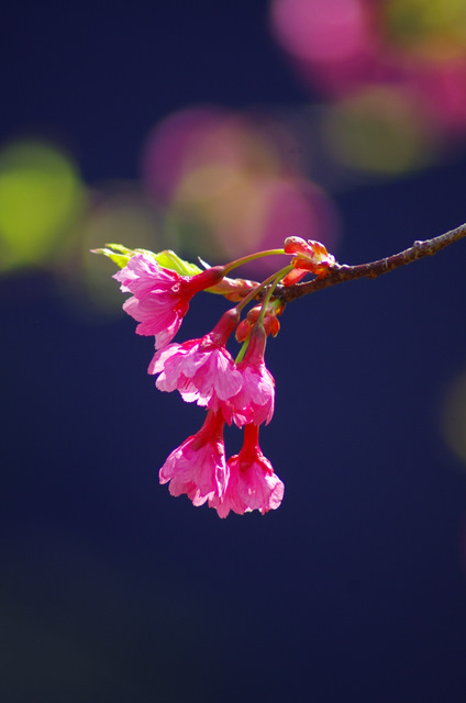 河津桜と四季桜・寒緋桜：知らない人の畑_d0186245_1431411.jpg