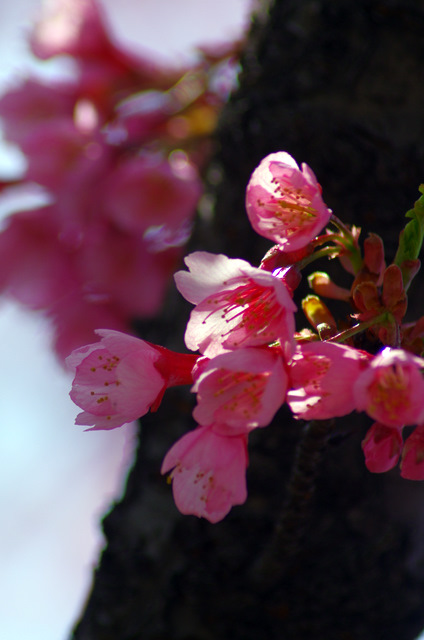 河津桜と四季桜・寒緋桜：知らない人の畑_d0186245_14331387.jpg