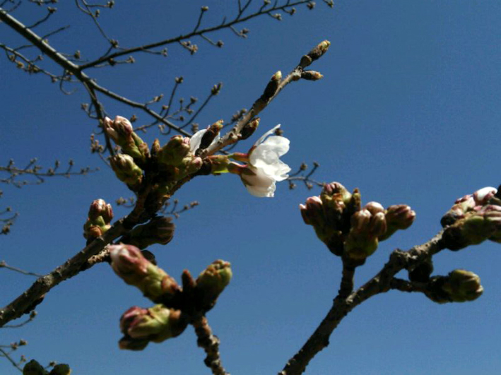 桜の開花宣言。_e0096346_1322763.jpg