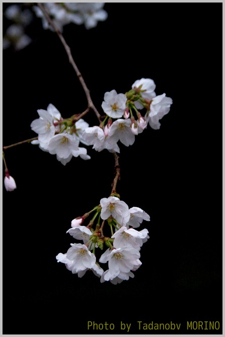 ２０１３年３月２２日大阪市内の桜_b0162847_19325683.jpg