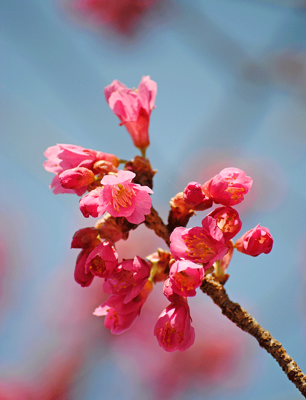 3月22日 早咲きの桜たち_a0001354_23125792.gif