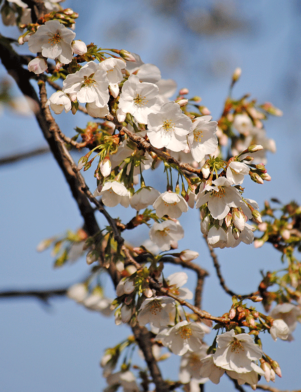 3月22日 早咲きの桜たち_a0001354_23145140.gif