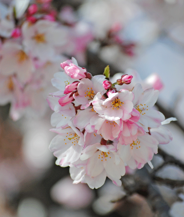 3月22日 早咲きの桜たち_a0001354_23162149.gif